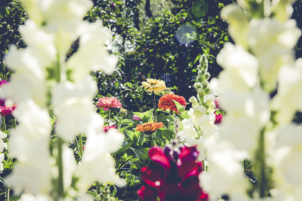 fleurs blanches