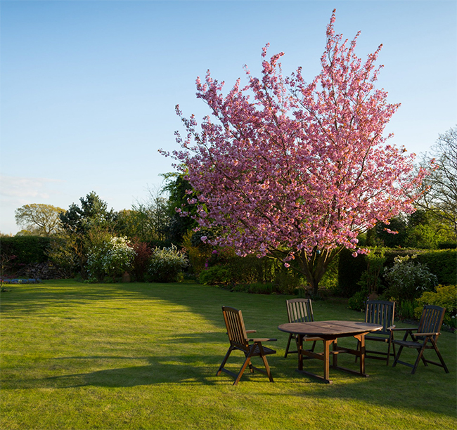 Jardin cerisier